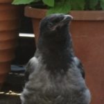 Profile picture of Crow